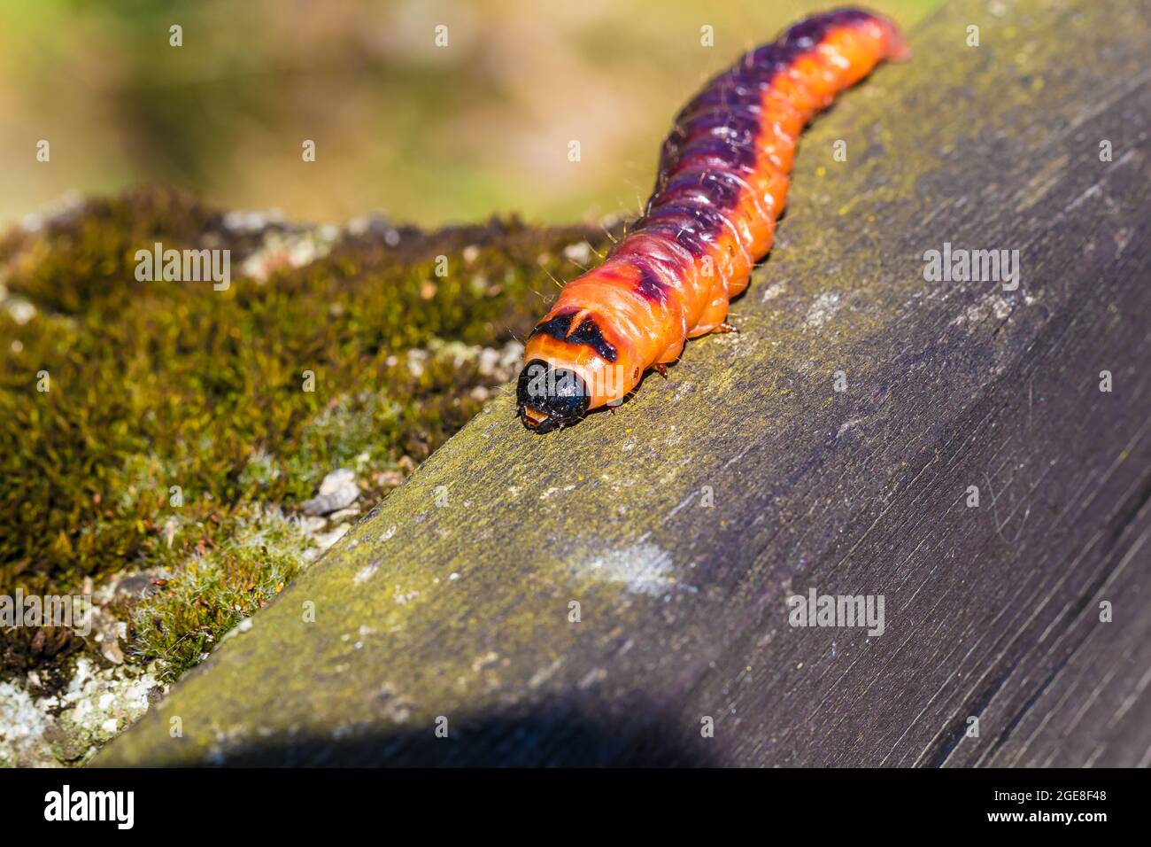 Closeup selettivo di una falena di capra (Cossus Cossus) su una superficie di legno Foto Stock