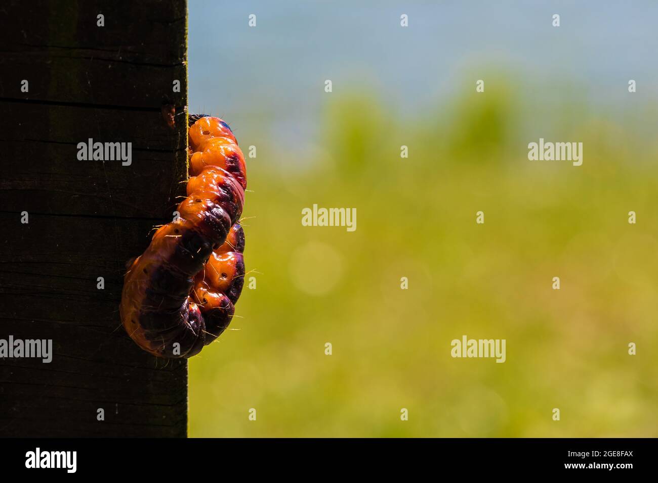 Closeup selettivo di una falena di capra (Cossus Cossus) su una superficie di legno Foto Stock
