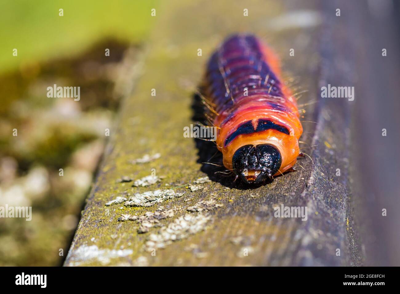 Closeup selettivo di una falena di capra (Cossus Cossus) su una superficie di legno Foto Stock