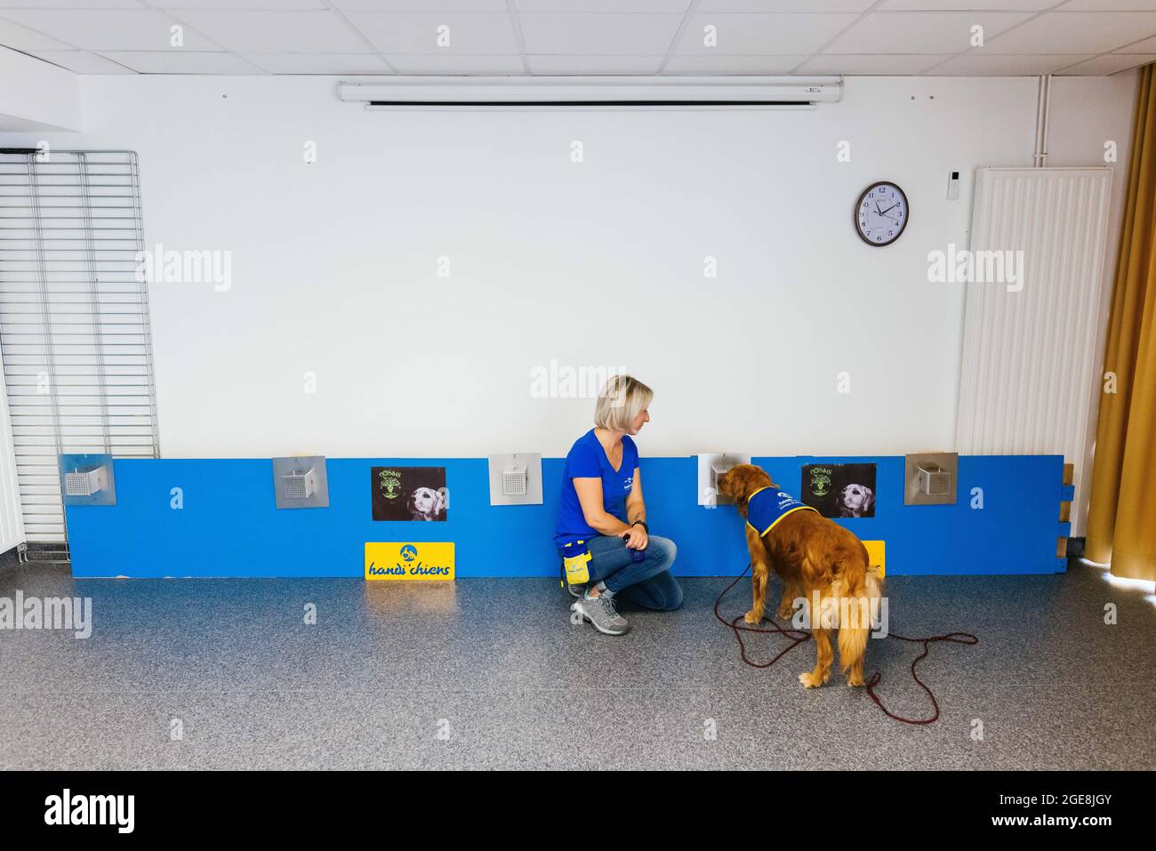 Kunheim, Francia. 06 agosto 2021. Il gestore Christelle Schreiber sta accanto a Pokaa sniffing un campione. Secondo lei, Pokaa è il primo cane di rilevamento Covid utilizzato in Francia. Secondo gli studi, i cani possono rilevare le infezioni con il virus corona con un alto grado di certezza grazie al loro eccellente senso di odore, Pokaa è stato appositamente addestrato per il virus corona in aggiunta alla sua formazione normale. (A dpa 'Dog as Corona test - amici a quattro zampe rilevare il virus in Francia') Credit: Philipp von Ditfurth/dpa/Alamy Live News Foto Stock