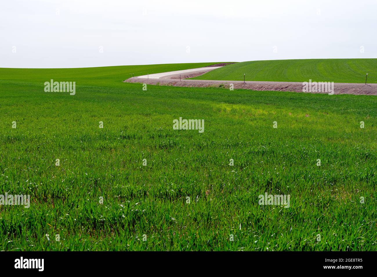 Una strada si curva attraverso i campi verdi di erba medica nel sud-est di Washington, Stati Uniti Foto Stock