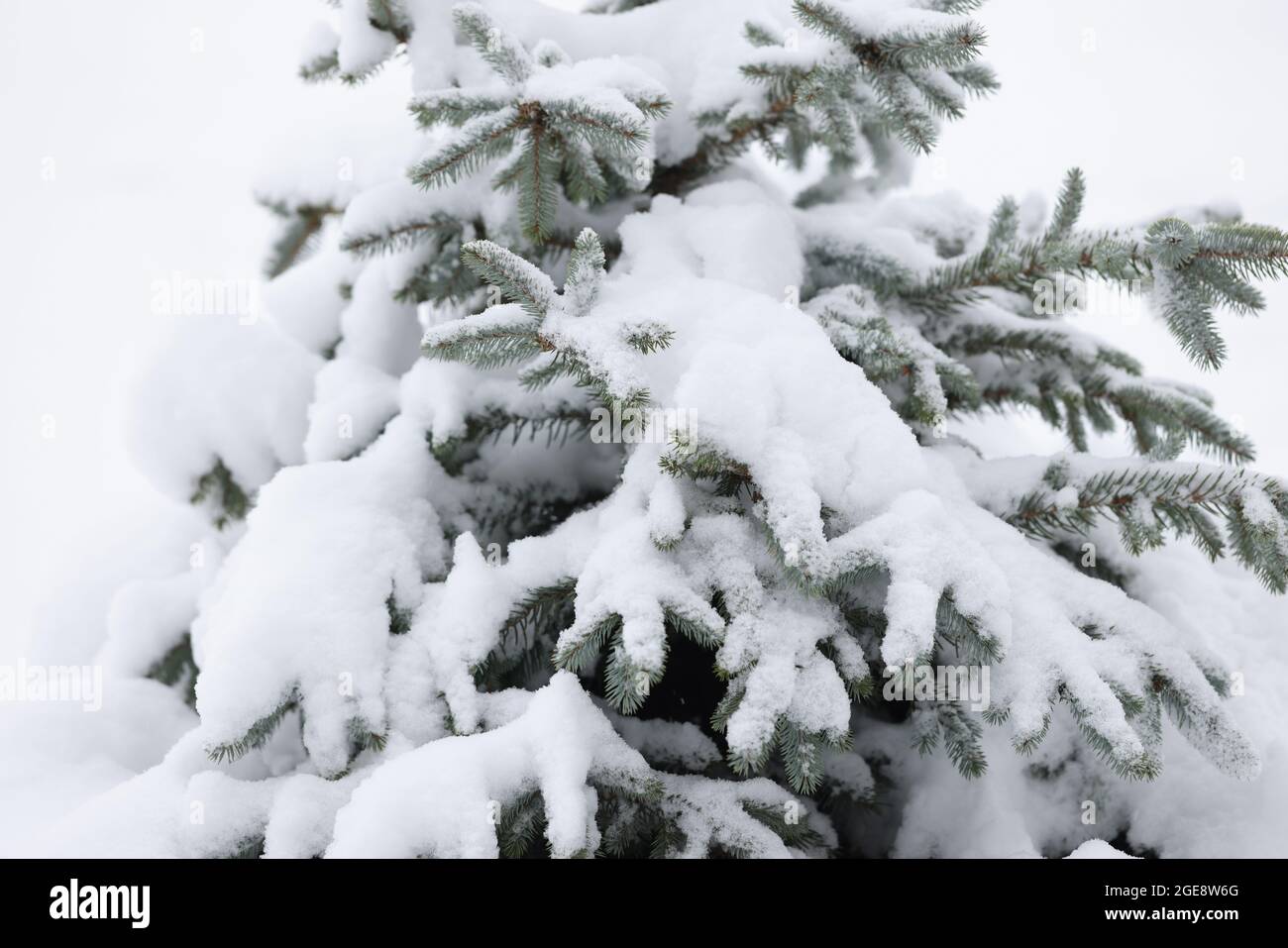 Evergreen albero coperto di neve in giardino primo piano Foto Stock