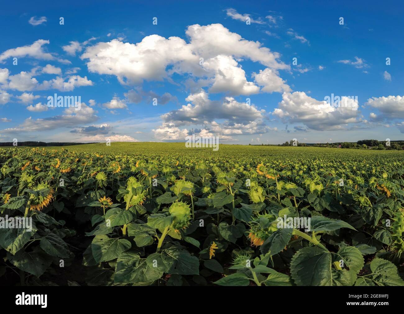 Campo di girasoli in giornata luminosa e soleggiata con cielo blu e nuvole soffici. Estate in campagna. Foto Stock