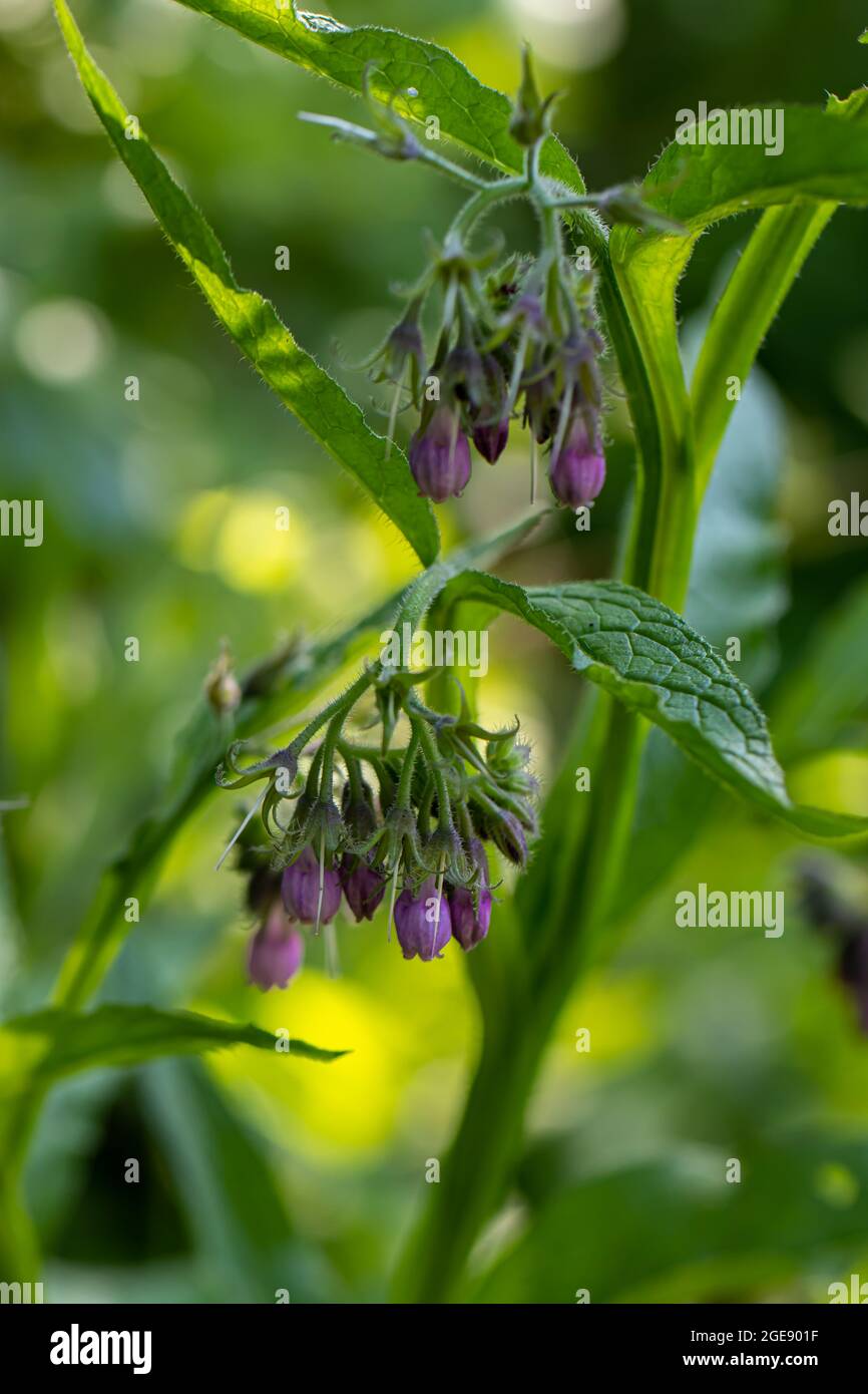 Symphytum officinale fiore nel campo, primo piano sparare Foto Stock