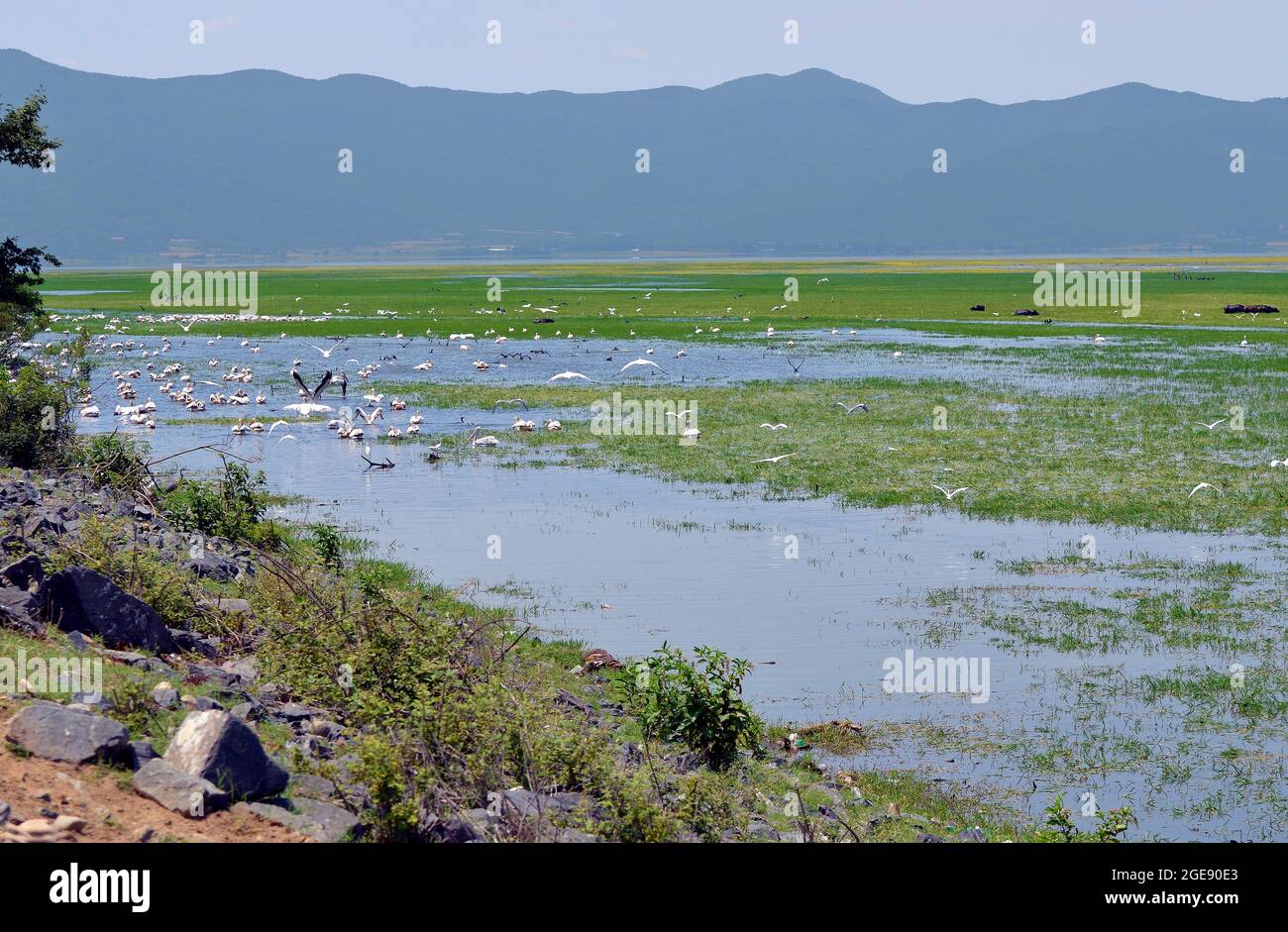 Grecia, Paesaggio con uccelli acquatici, pellicani e bufali d'acqua nel lago Kerkini in Macedonia centrale Foto Stock