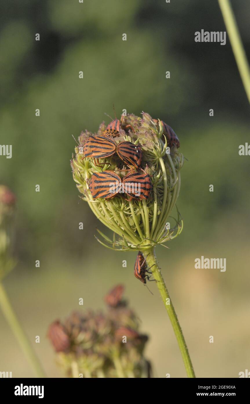 Baco rosso a punto mezzo (Graphosoma semipunctatum - Graphosoma semipunctata) coppie che si accoppiano su fiore in estate Provenza - Francia Foto Stock