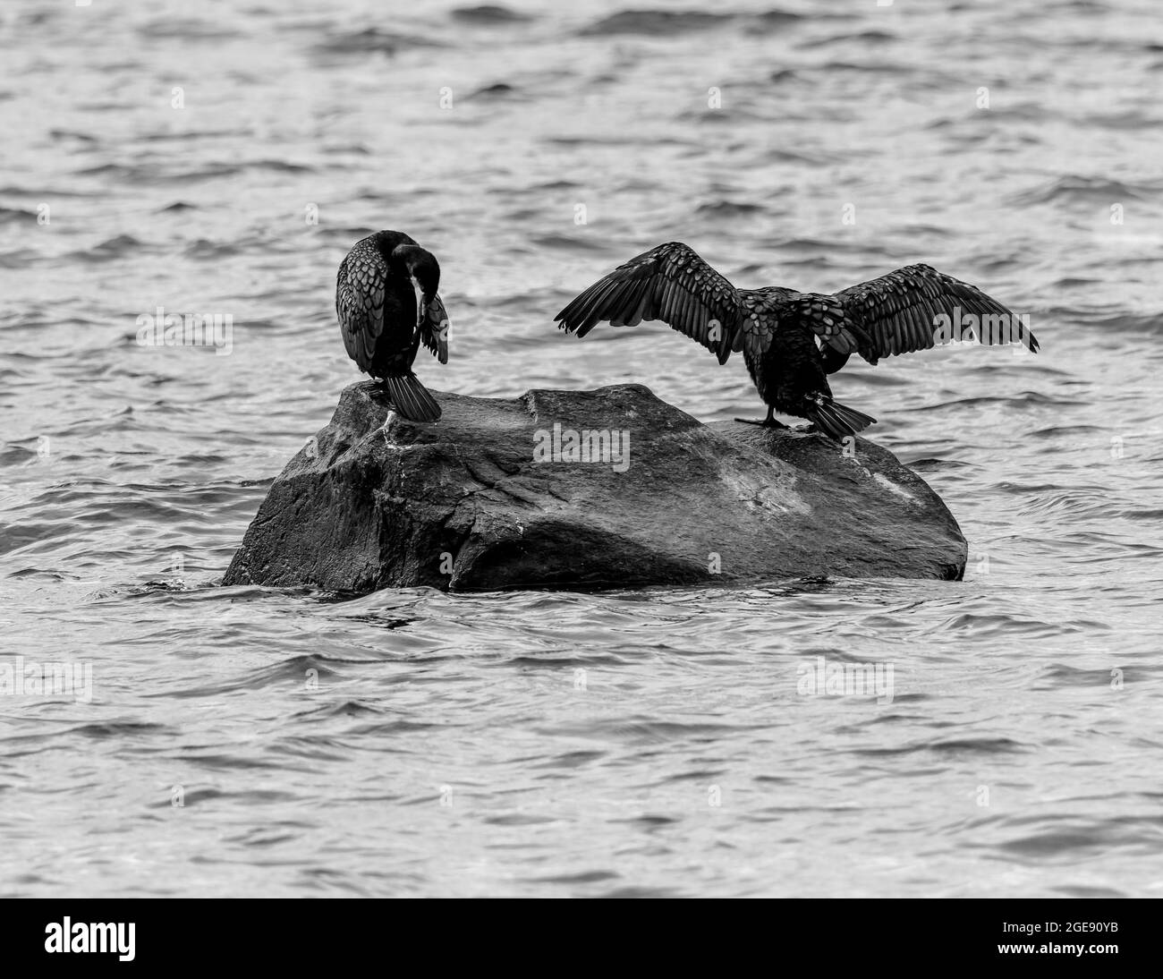 Scatto ad angolo alto di due uccelli neri su un'isola rocciosa circondata dall'acqua Foto Stock