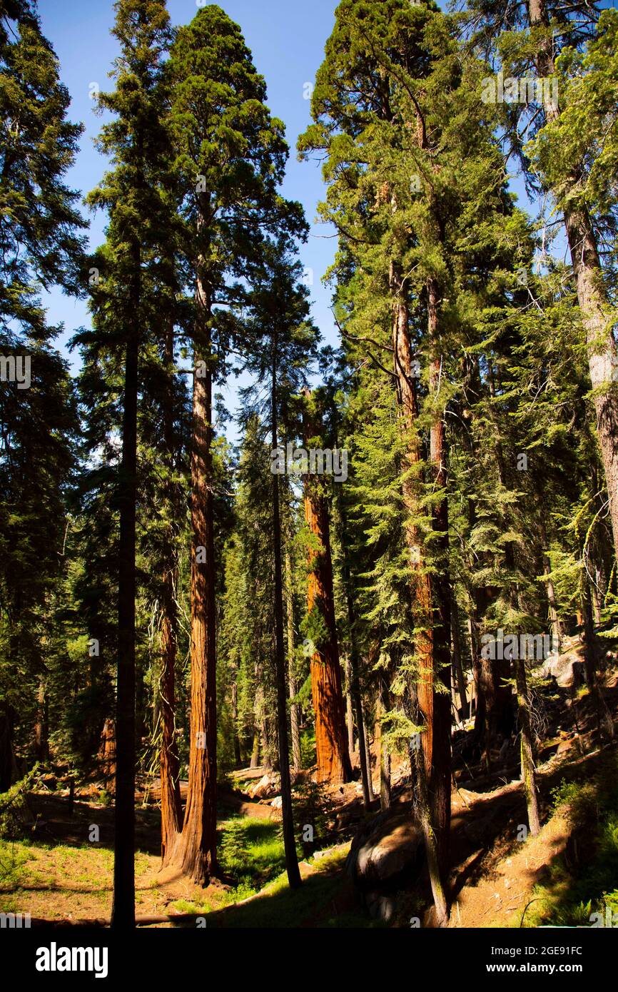 Sequoia National Park, California, USA. 1 agosto 2021. Sequoia National Park è un parco nazionale americano nella Sierra Nevada meridionale. Il parco è notevole per i suoi enormi sequoie, tra cui l'albero generale Sherman, il più grande albero della Terra per volume. Sequoia gigante è anche conosciuta come sequoia gigante, Sierra redwood. Molti visitatori del parco entrano nel Sequoia National Park attraverso la sua entrata sud vicino alla città di Three Rivers a Ash Mountain a 1,700 piedi (520 m) di altitudine. Credit: Katrina Kochneva/ZUMA Wire/ZUMAPRESS.com/Alamy Live News Foto Stock