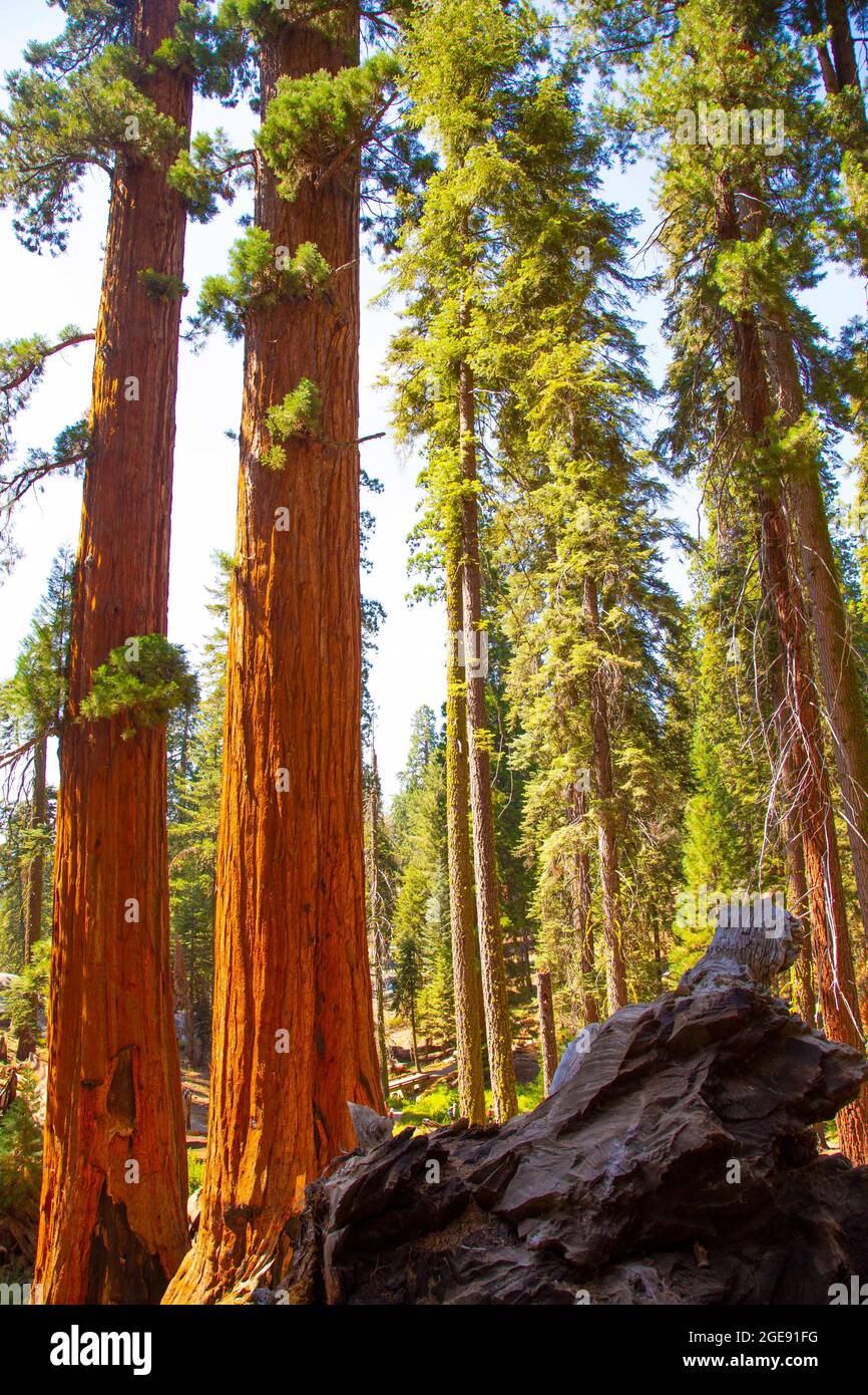 Sequoia National Park, California, USA. 1 agosto 2021. Sequoia National Park è un parco nazionale americano nella Sierra Nevada meridionale. Il parco è notevole per i suoi enormi sequoie, tra cui l'albero generale Sherman, il più grande albero della Terra per volume. Sequoia gigante è anche conosciuta come sequoia gigante, Sierra redwood. Molti visitatori del parco entrano nel Sequoia National Park attraverso la sua entrata sud vicino alla città di Three Rivers a Ash Mountain a 1,700 piedi (520 m) di altitudine. Credit: Katrina Kochneva/ZUMA Wire/ZUMAPRESS.com/Alamy Live News Foto Stock