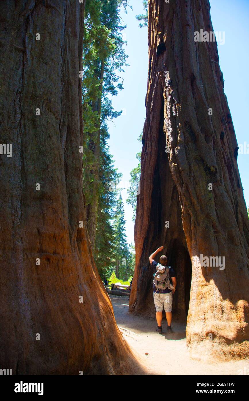 Sequoia National Park, California, USA. 1 agosto 2021. Sequoia National Park è un parco nazionale americano nella Sierra Nevada meridionale. Il parco è notevole per i suoi enormi sequoie, tra cui l'albero generale Sherman, il più grande albero della Terra per volume. Sequoia gigante è anche conosciuta come sequoia gigante, Sierra redwood. Molti visitatori del parco entrano nel Sequoia National Park attraverso la sua entrata sud vicino alla città di Three Rivers a Ash Mountain a 1,700 piedi (520 m) di altitudine. Credit: Katrina Kochneva/ZUMA Wire/ZUMAPRESS.com/Alamy Live News Foto Stock