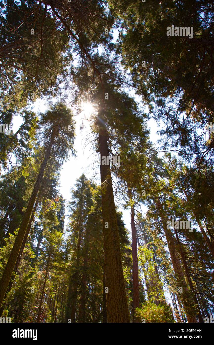 Sequoia National Park, California, USA. 1 agosto 2021. Sequoia National Park è un parco nazionale americano nella Sierra Nevada meridionale. Il parco è notevole per i suoi enormi sequoie, tra cui l'albero generale Sherman, il più grande albero della Terra per volume. Sequoia gigante è anche conosciuta come sequoia gigante, Sierra redwood. Molti visitatori del parco entrano nel Sequoia National Park attraverso la sua entrata sud vicino alla città di Three Rivers a Ash Mountain a 1,700 piedi (520 m) di altitudine. Credit: Katrina Kochneva/ZUMA Wire/ZUMAPRESS.com/Alamy Live News Foto Stock