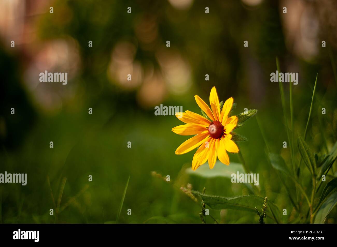 Un fiore hirta Susan Rudbeckia dagli occhi neri con profondità di campo poco profonda, vista in primo piano di un fiore giallo daisy estivo dalla famiglia di girasoli con il verde Foto Stock