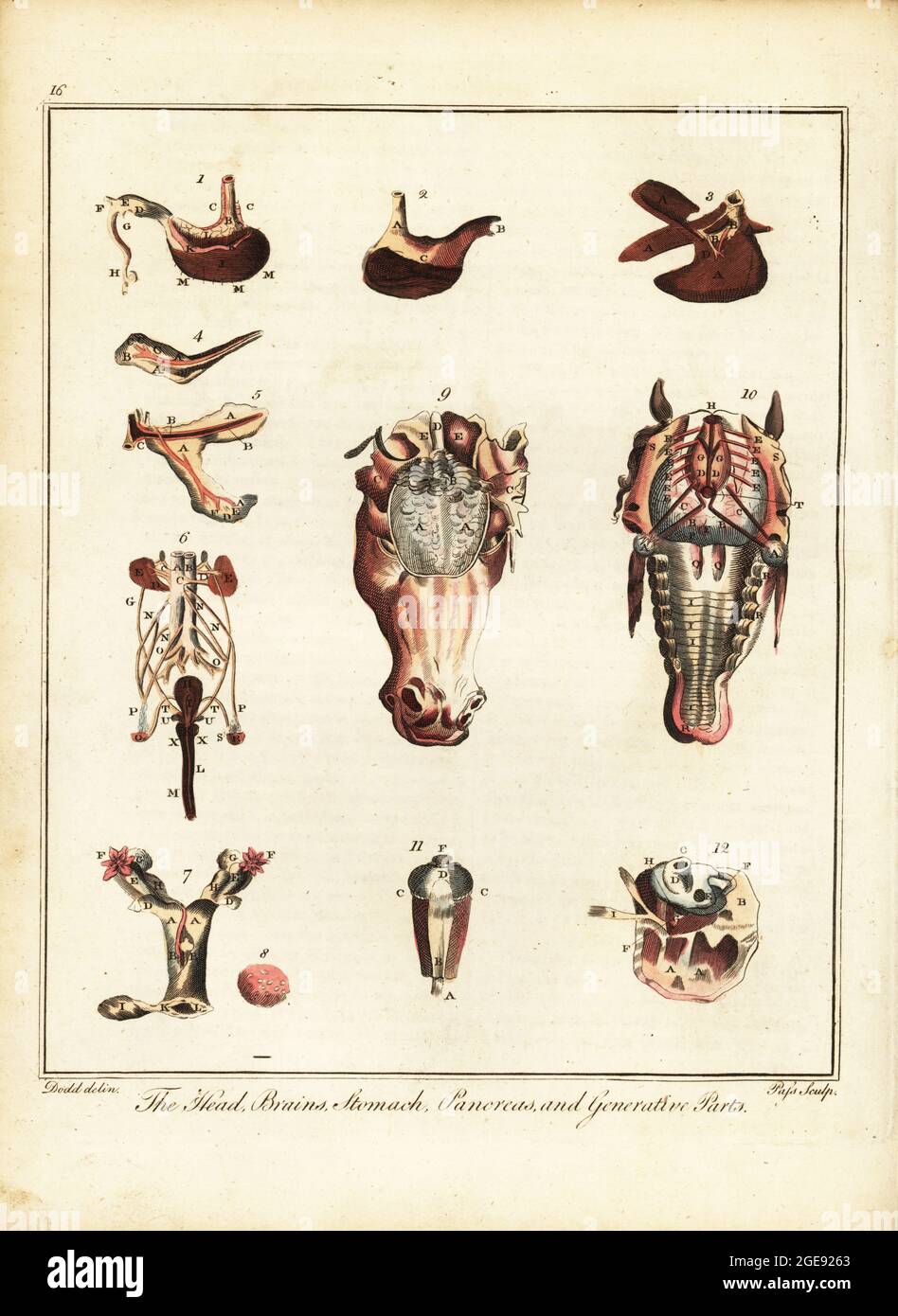 Anatomia di un cavallo. La testa, il cervello, lo stomaco, il pancreas e le parti generative. Stomaco 1,2, fegato 3, milza 4, pancreas 5, reni 6, utero 7, ovaie 8, cervello 9, sistema nervoso 10, occhio 11, orecchio 12. Incisione a mano su copperplate di J. Pass dopo un'illustrazione di Daniel Dodd/J. Stead from The British Sportsman di William Augustus Obaldiston, o nobiluomo, Gentleman and Farmer’s Dictionary of Recreation and Amusement, J. Stead, Londra, 1792. Foto Stock