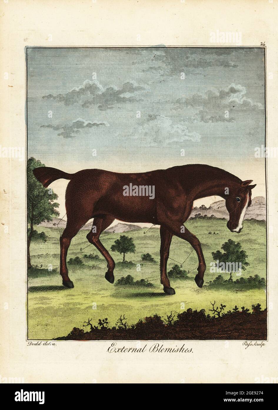 Difetti esterni su un cavallo, 18 ° secolo. Haw in the eye 1, Splents 2, Sinew Strain 3, AntOR 4, molette 5,7, spavina di sangue 6, spavine secche 8, gall di vento 9, arresto di corda 10, coda di ratto sulle gambe 11. Incisione a mano su copperplate di J. Pass dopo un’illustrazione di Daniel Dodd di William Augustus Osbaldiston The British Sportsman, o nobiluomo, Gentleman and Farmer’s Dictionary of Recreation and Amusement, J. Stead, Londra, 1792. Foto Stock