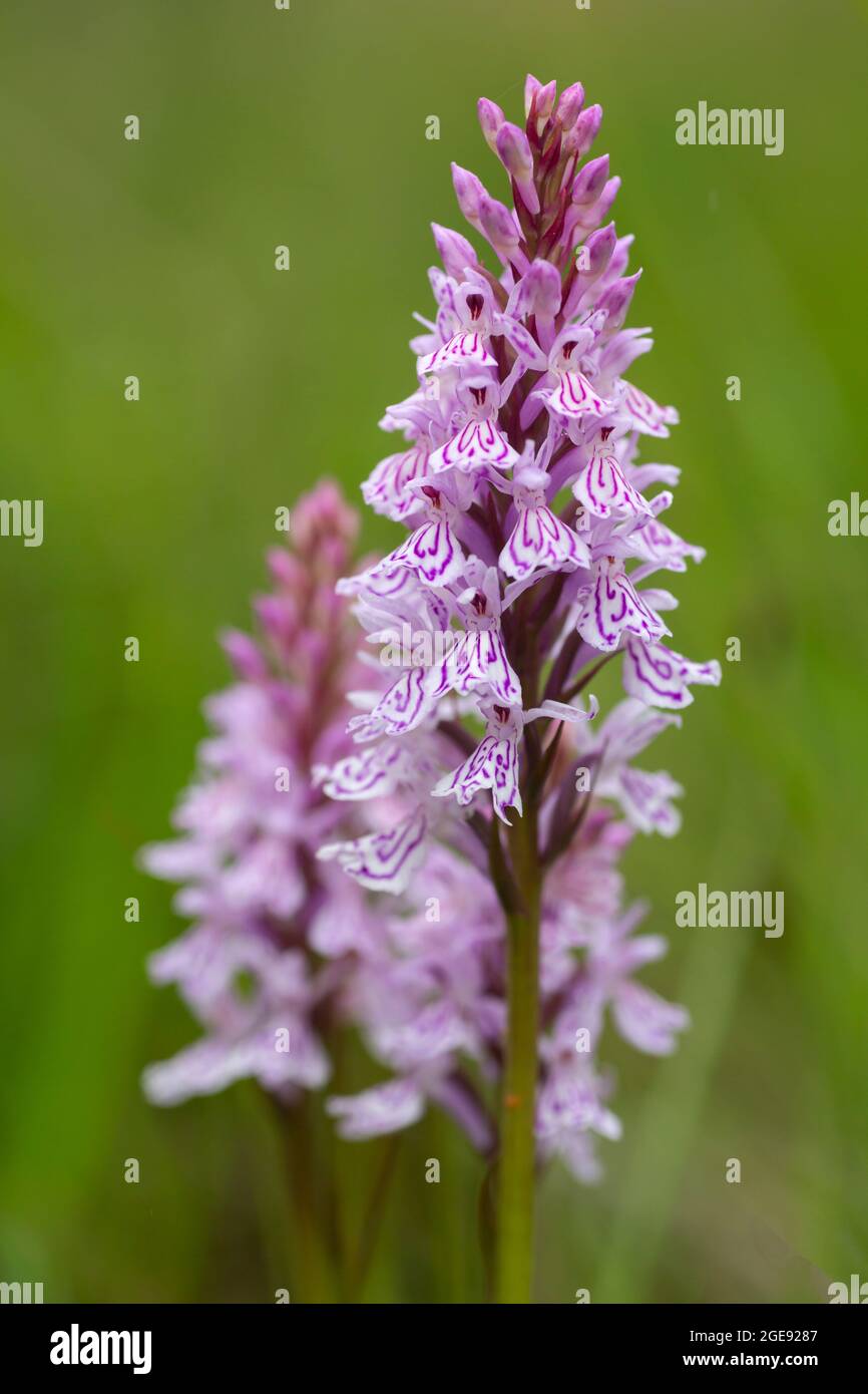 Infiorescenze di orchidee spottate comuni (Dactylorhiza fuchsii) fiorenti in natura estone Foto Stock