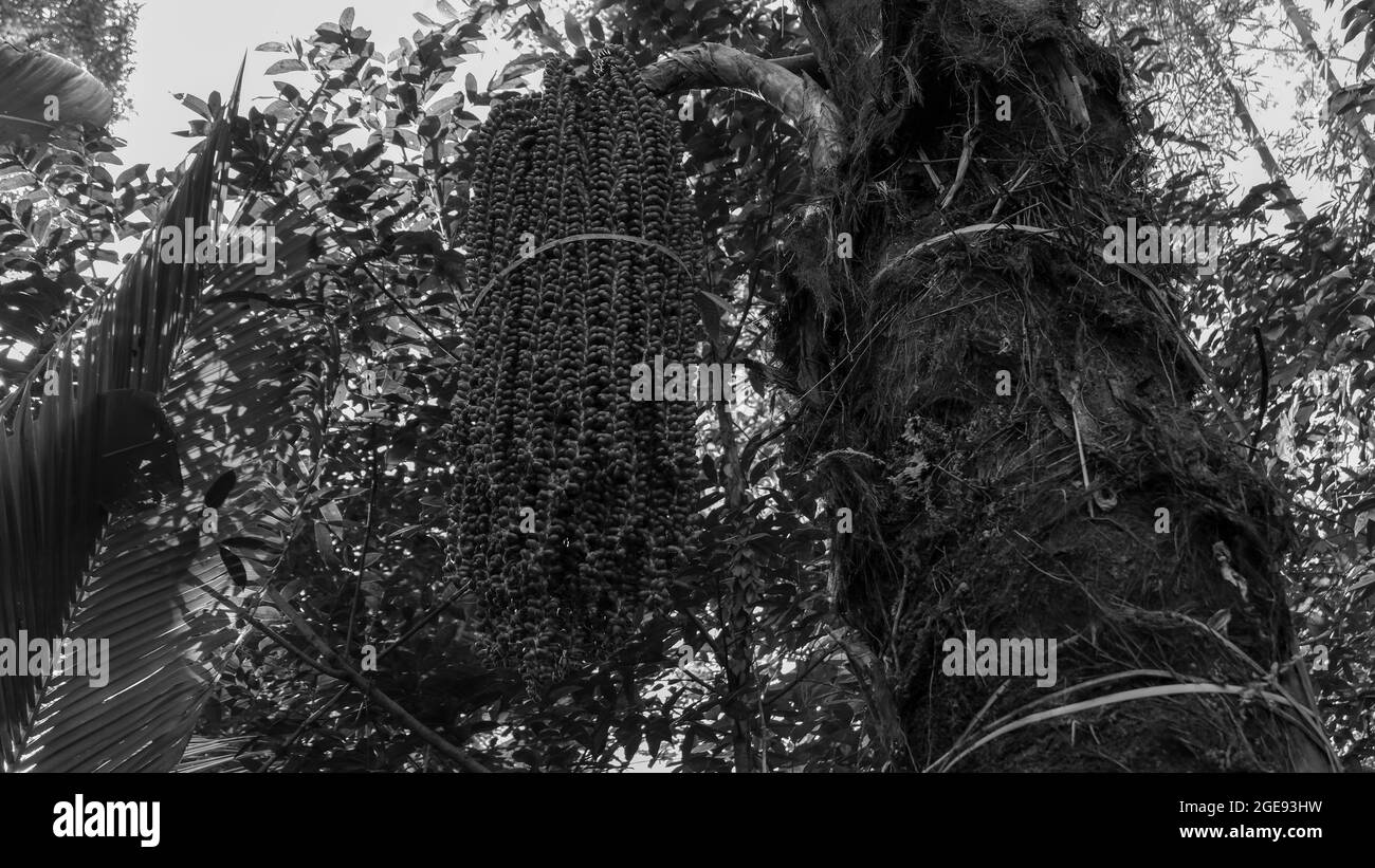 Foto in scala di grigi di frutti di palma appesi sull'albero Foto Stock