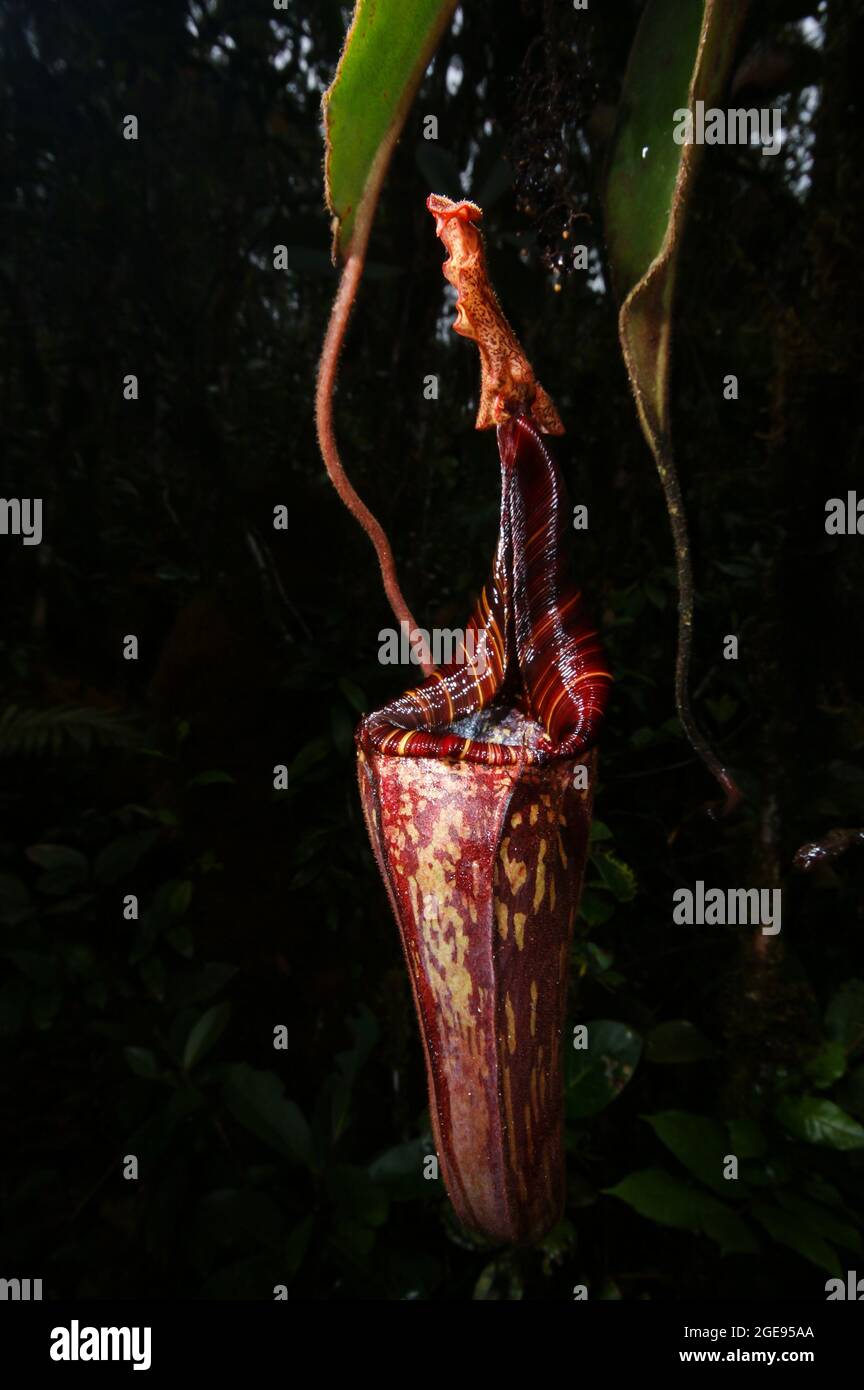 Caraffa rossa di mollis di Nepenthes, carnivorous caraffa pianta, Sarawak, Borneo Foto Stock
