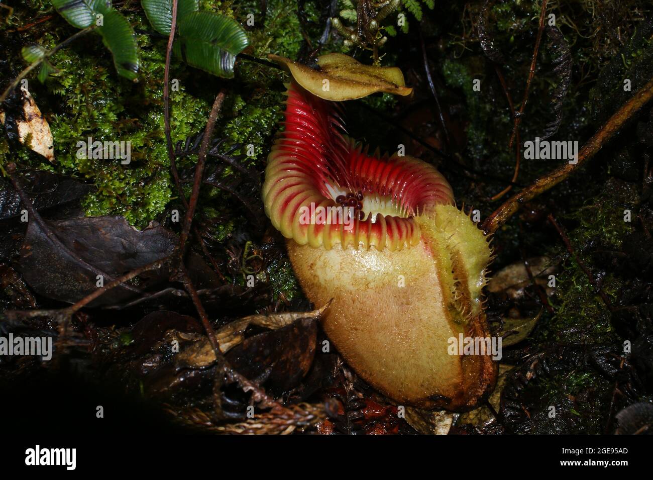 Caraffa di pianta di carnivore carnivore (Nepenthes villosa) con uova di rana, Sabah, Borneo Foto Stock
