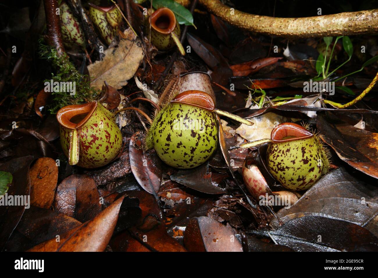 Tre caraffe a forma di uovo della pianta carnivora caraffa Nepenthes ampullaria, Sarawak, Borneo Foto Stock