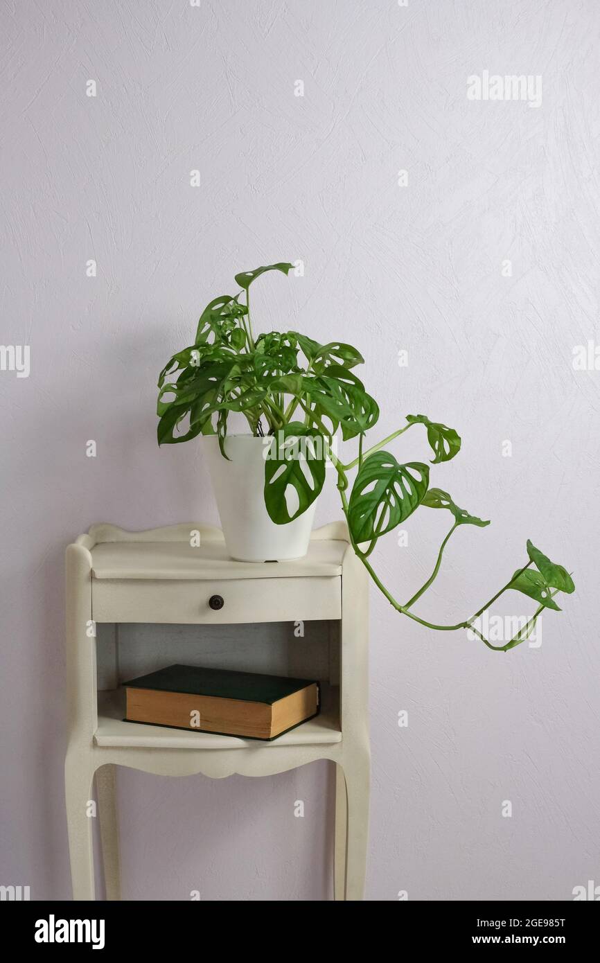 Monstera scimmia formaggio svizzero in pentola su sfondo viola chiaro sul comodino. Home giardinaggio minimalista concetto alla moda. Primo piano. Spazio di copia Foto Stock