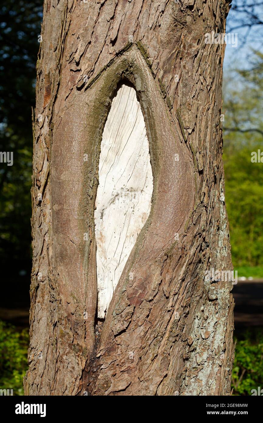 Foro per nodo bianco, tronco di albero marrone, struttura in legno, carta da parati, germania Foto Stock
