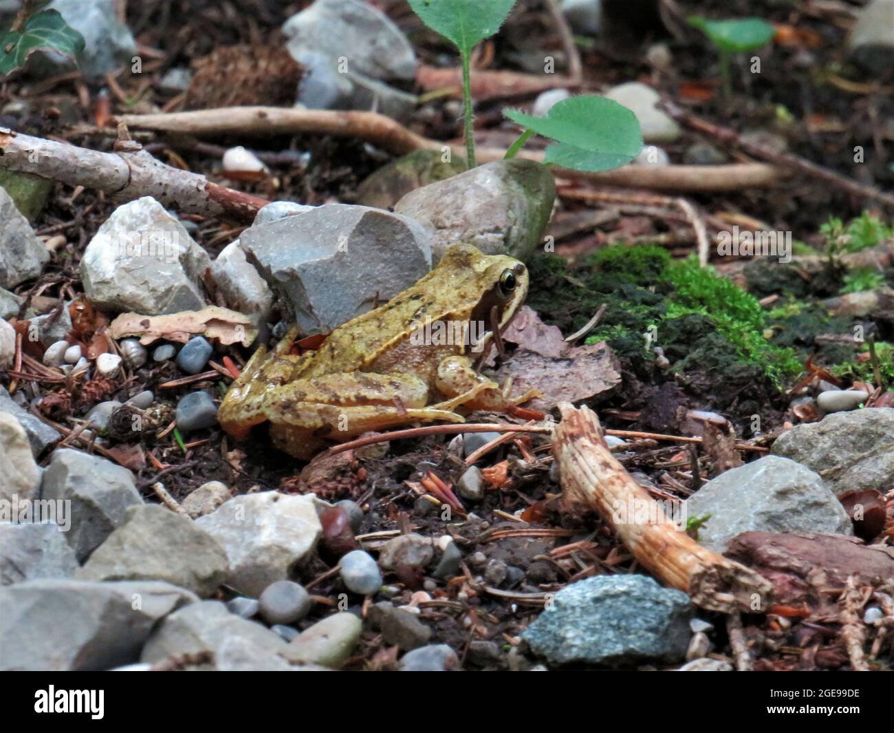 Primo piano di una rana comune poggiata a terra Foto Stock