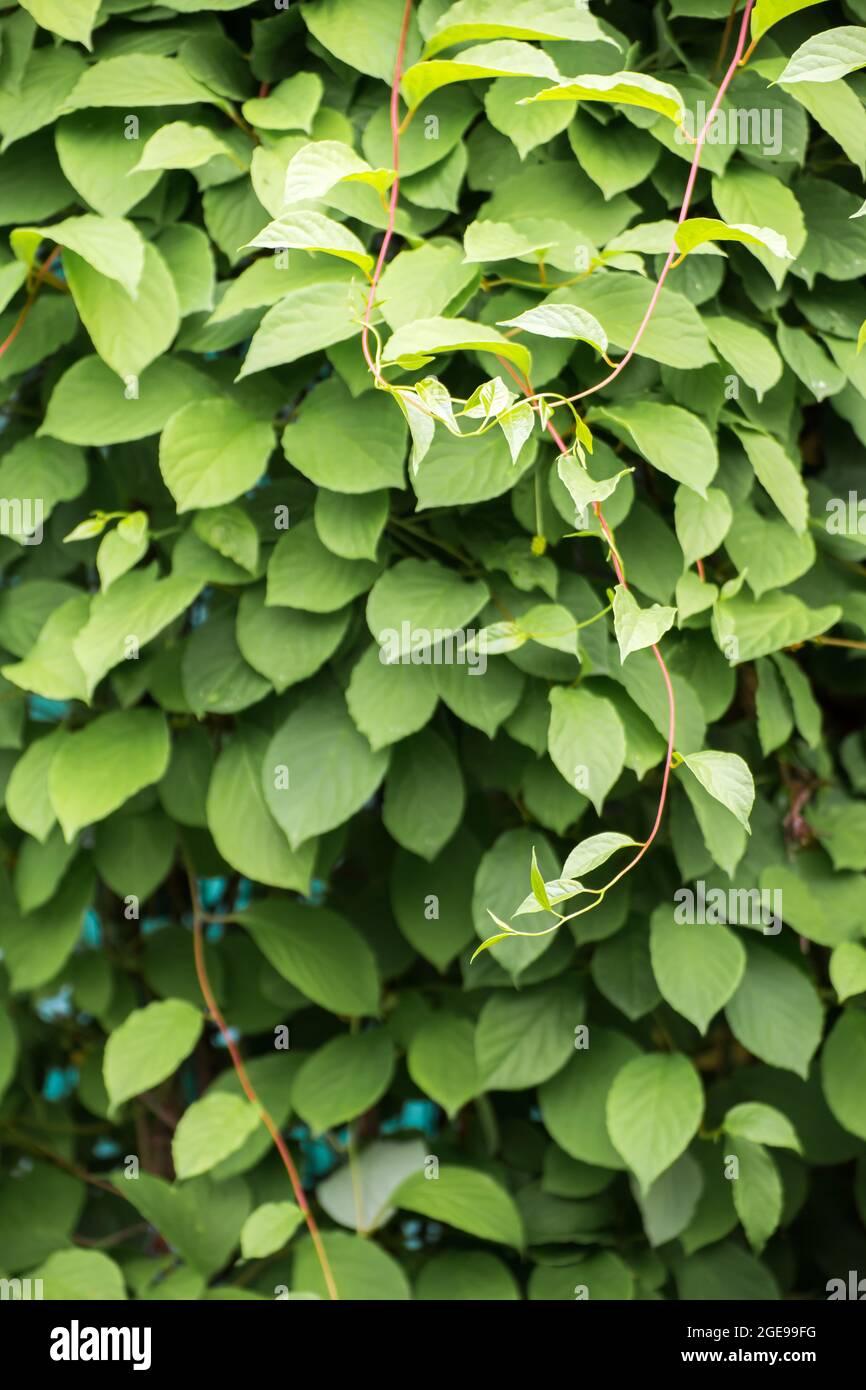 Bellissimo sfondo di foglie verdi e arrotondate. Astrazione da piante  verdi. Sfondo, substrato, struttura per cartoline, presentazioni,  screensaver, didascalie, iscrizioni o sfondo del desktop Foto stock - Alamy