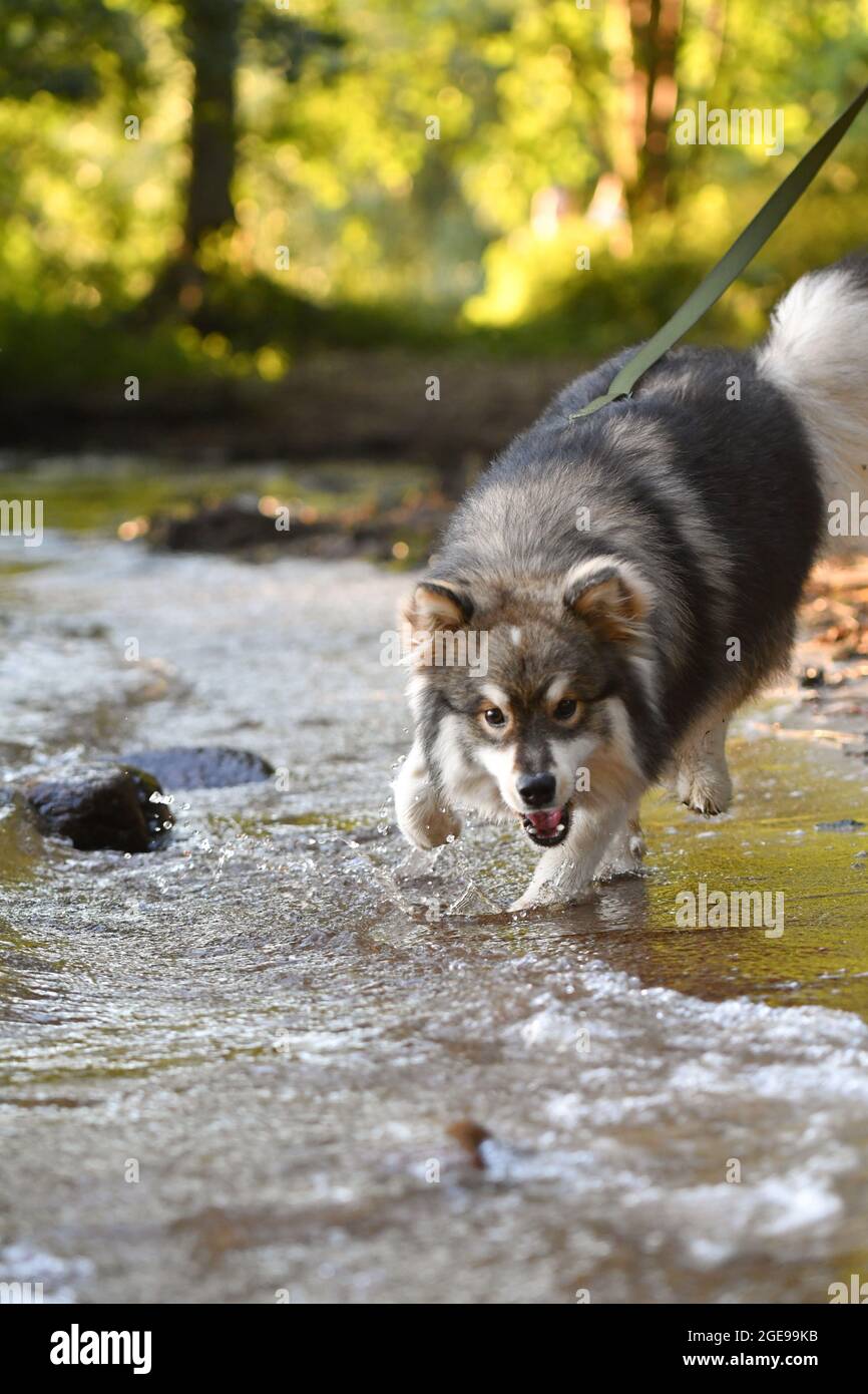 Ritratto di un giovane cane finlandese Lapphund che gioca in acqua Foto Stock