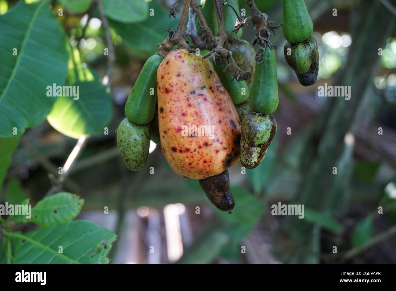 Frutta di anacardi con sfondo naturale Foto Stock