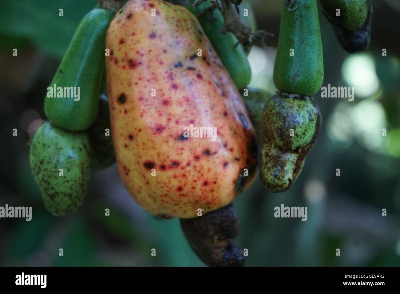 Frutta di anacardi con sfondo naturale Foto Stock