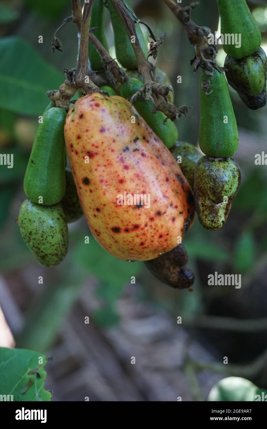 Frutta di anacardi con sfondo naturale Foto Stock