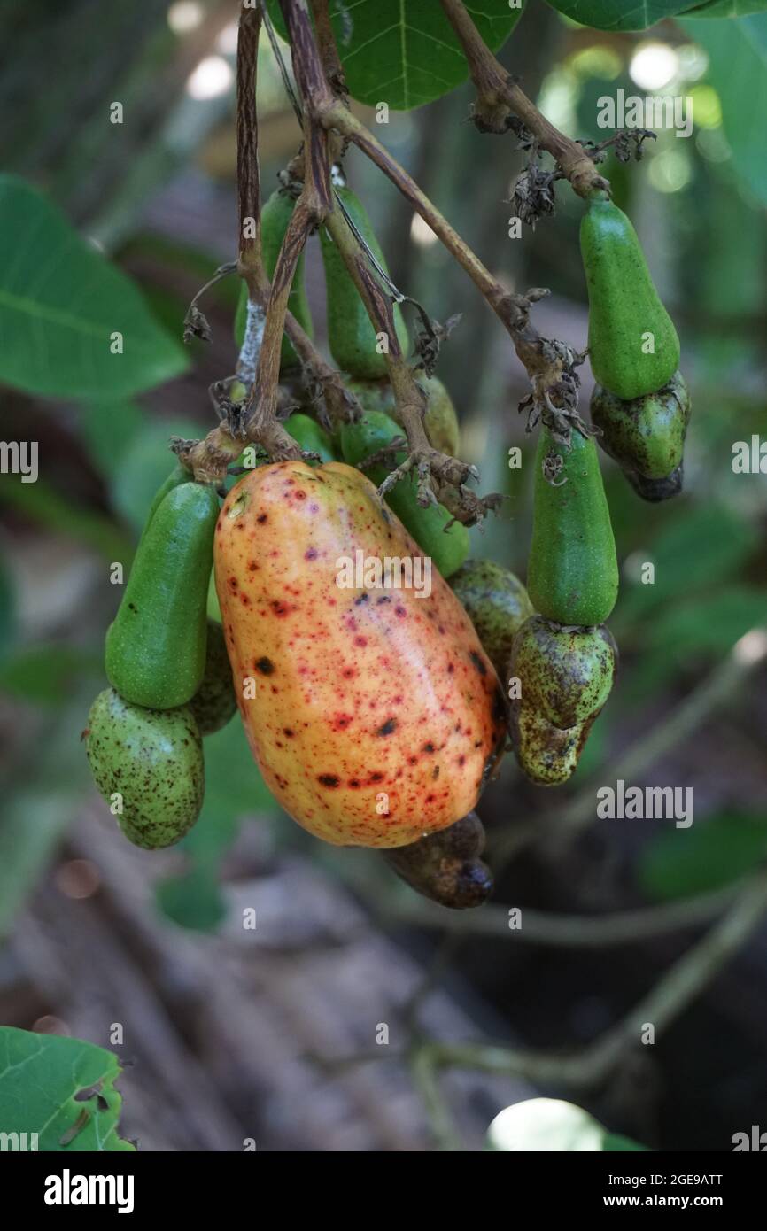 Frutta di anacardi con sfondo naturale Foto Stock