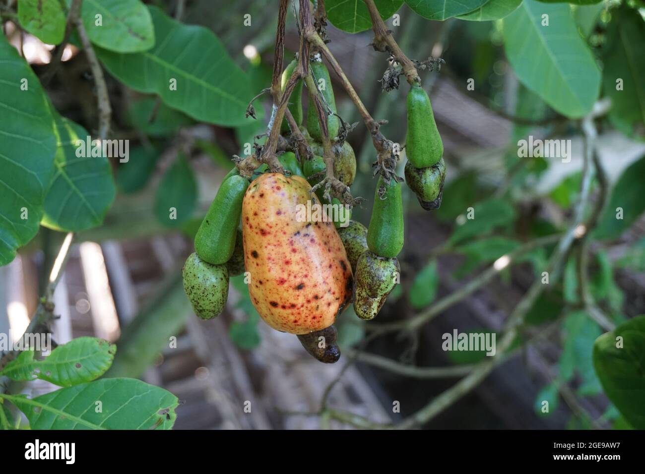 Frutta di anacardi con sfondo naturale Foto Stock