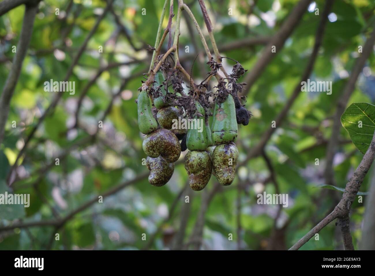 Frutta di anacardi con sfondo naturale Foto Stock