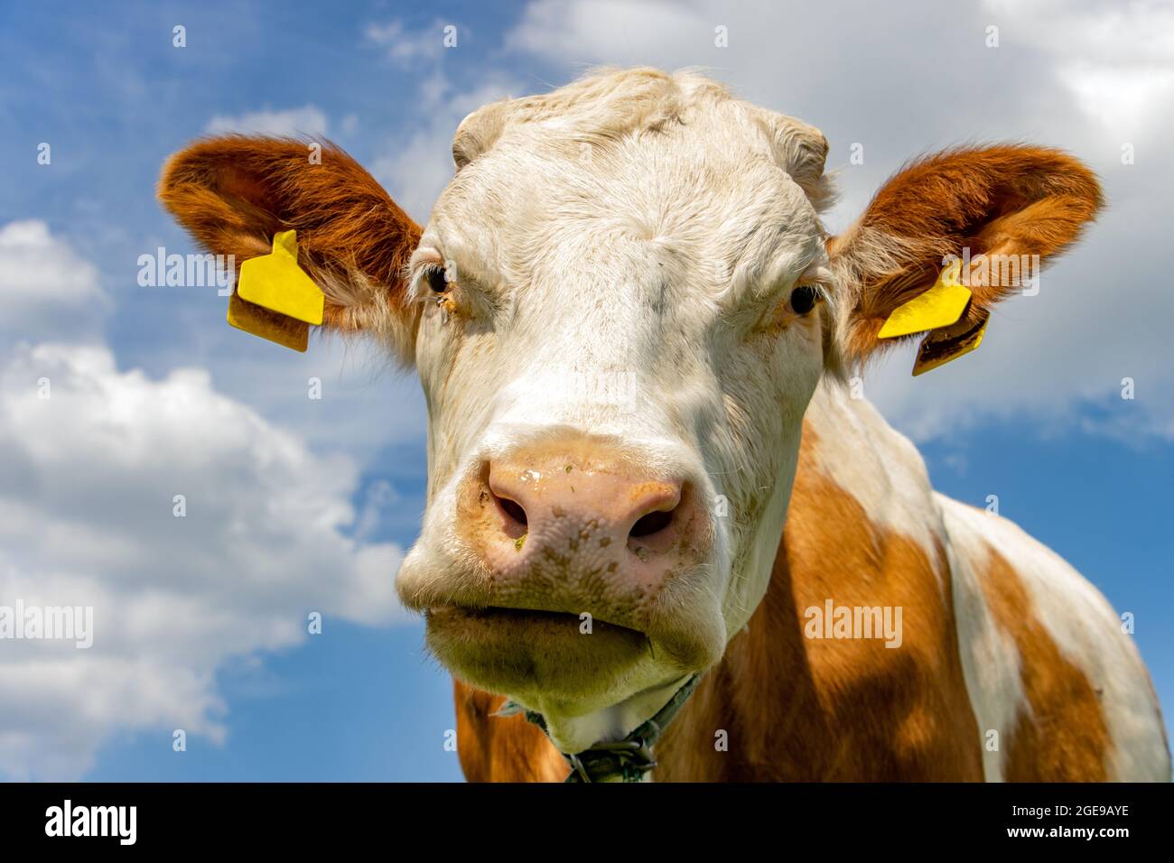 Il ritratto di una mucca che guarda in macchina fotografica, un backgound blu. Foto Stock