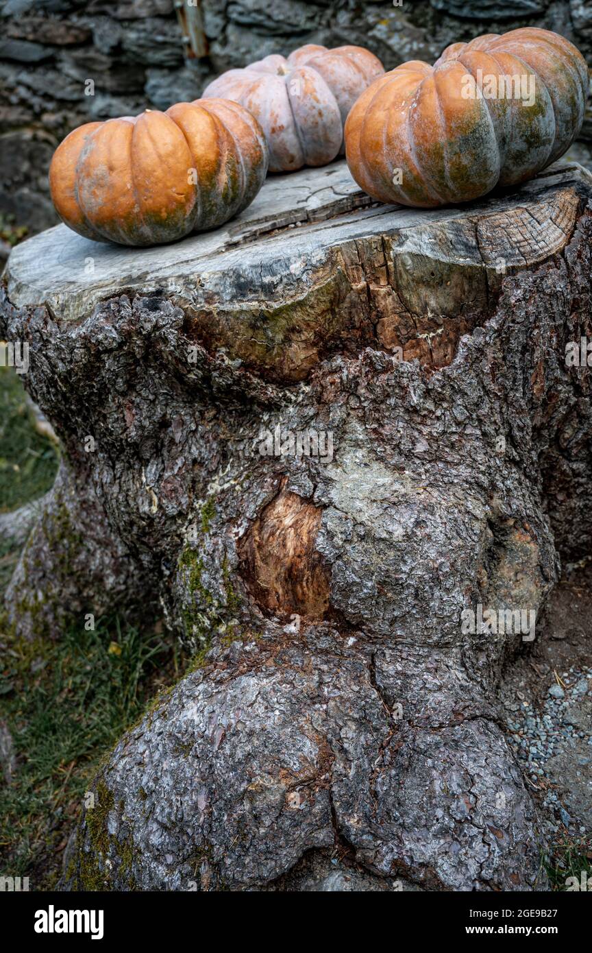 Zucche su legno. Halloween e vendemmia. Evento di celebrazione. Foto Stock