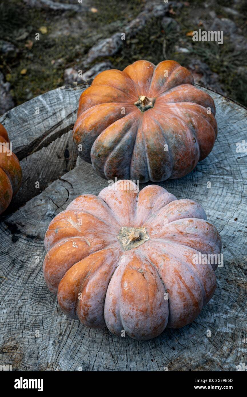 Zucche su legno. Halloween e vendemmia. Evento di celebrazione. Foto Stock