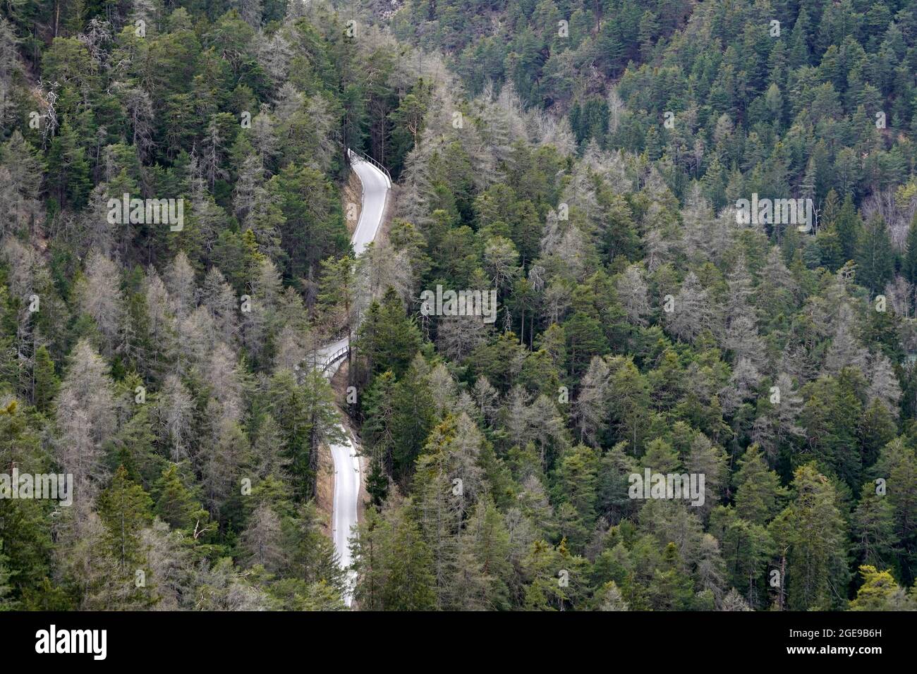Veduta aerea del bosco di conifere a Safiental in Svizzera con una strada che si snoda tra gli alberi. È disponibile anche uno spazio per la copia. Foto Stock