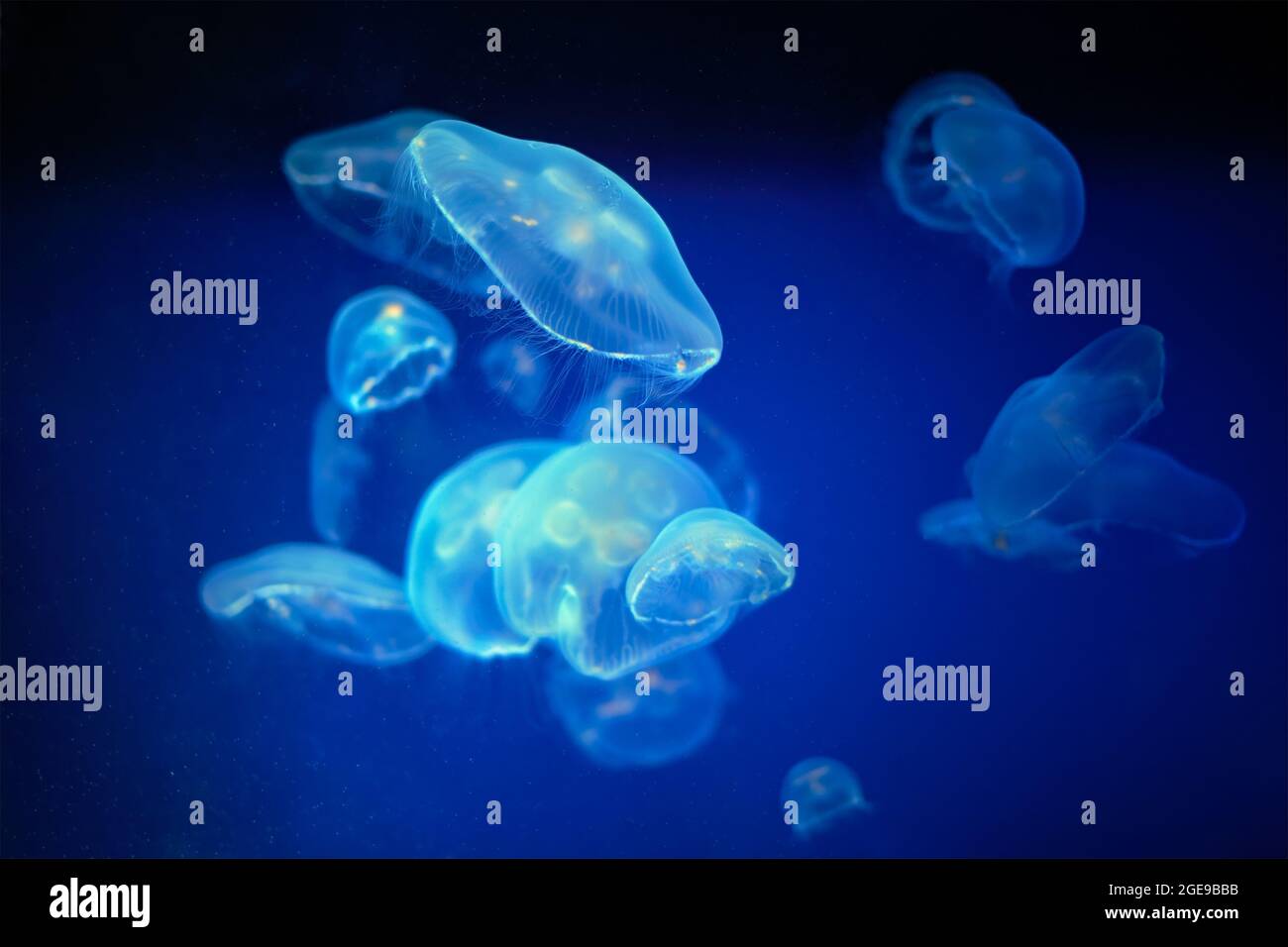 Medusa medusa medusa medusa jellyfish unwerwater Foto Stock