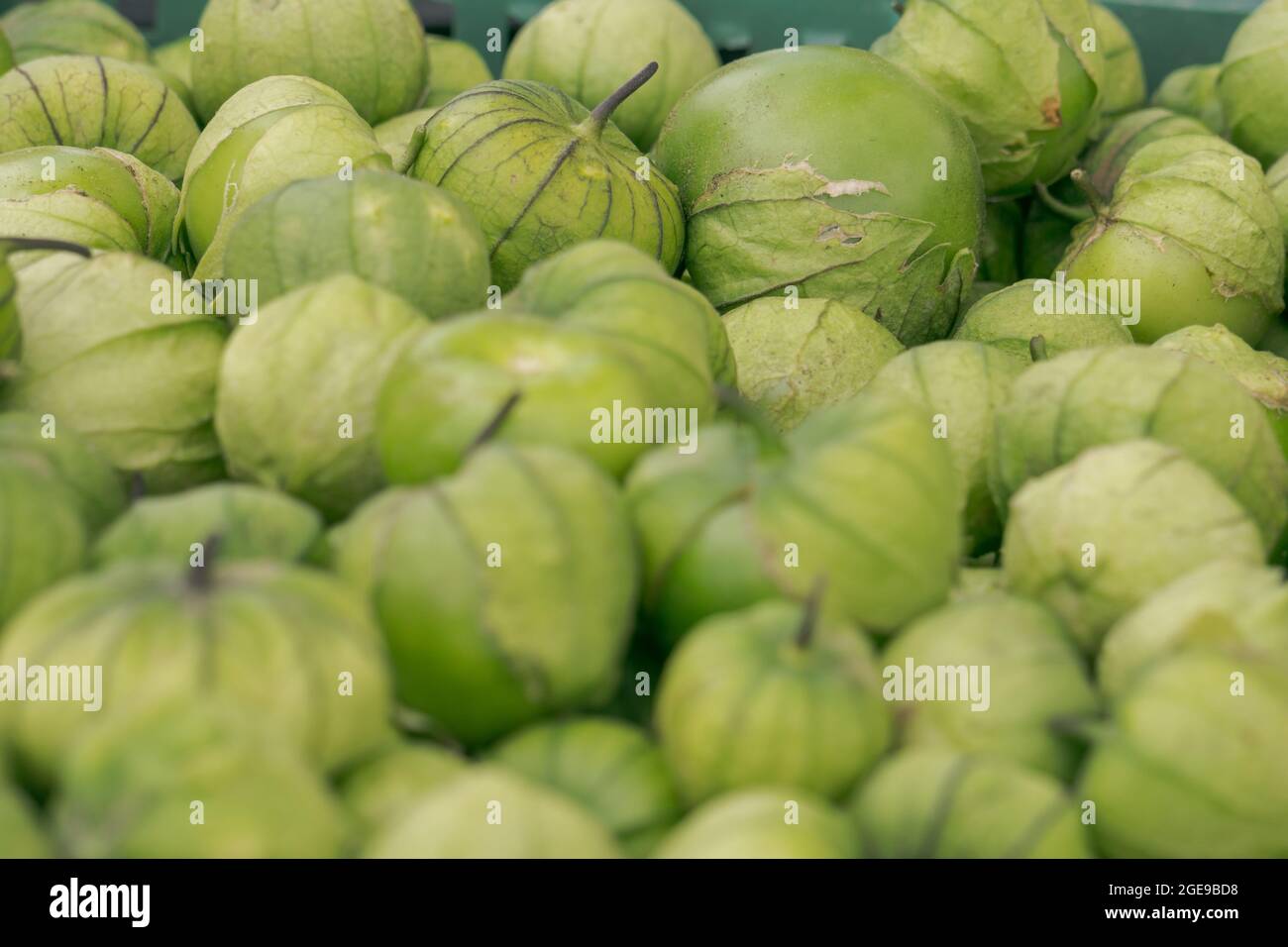 Tomatillos verdi, Physalis philadelphica, durante la raccolta Foto Stock