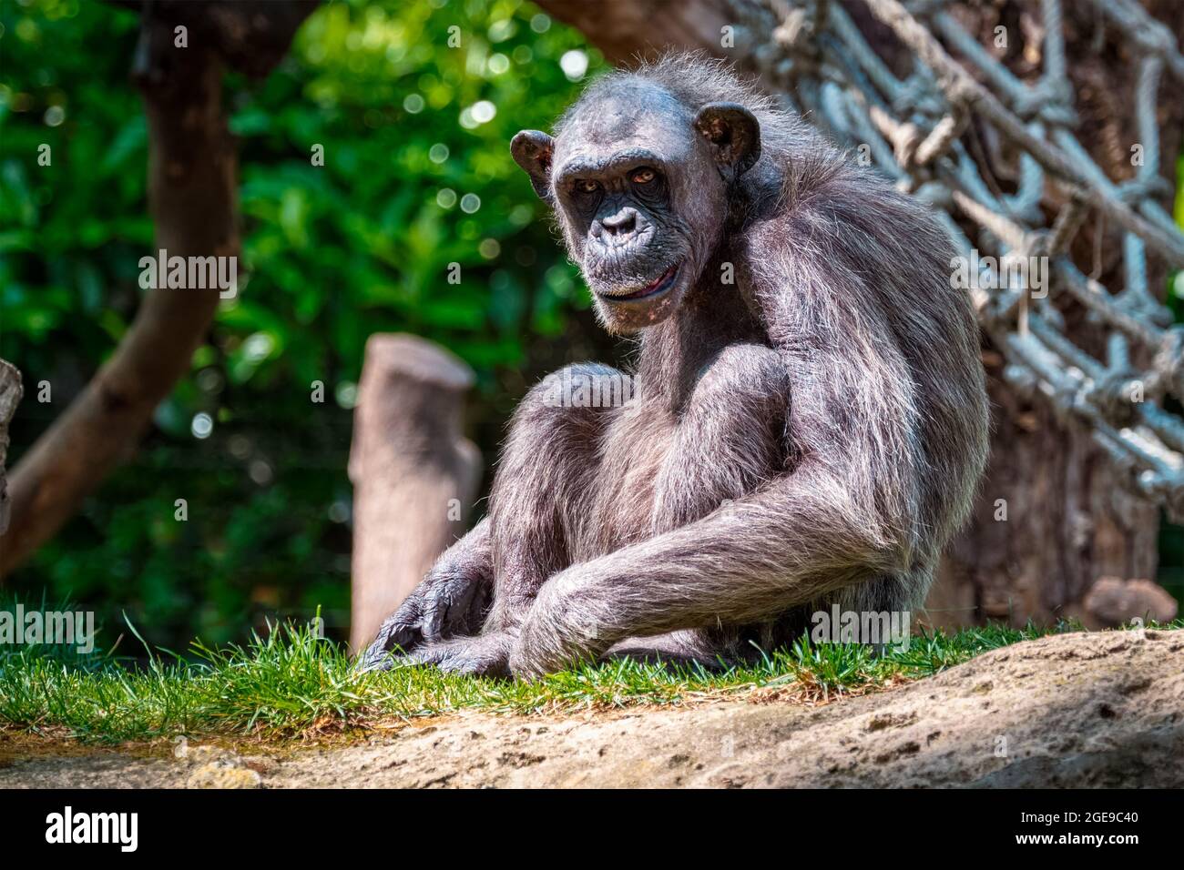 Ritratto di uno scimpanzé Foto Stock