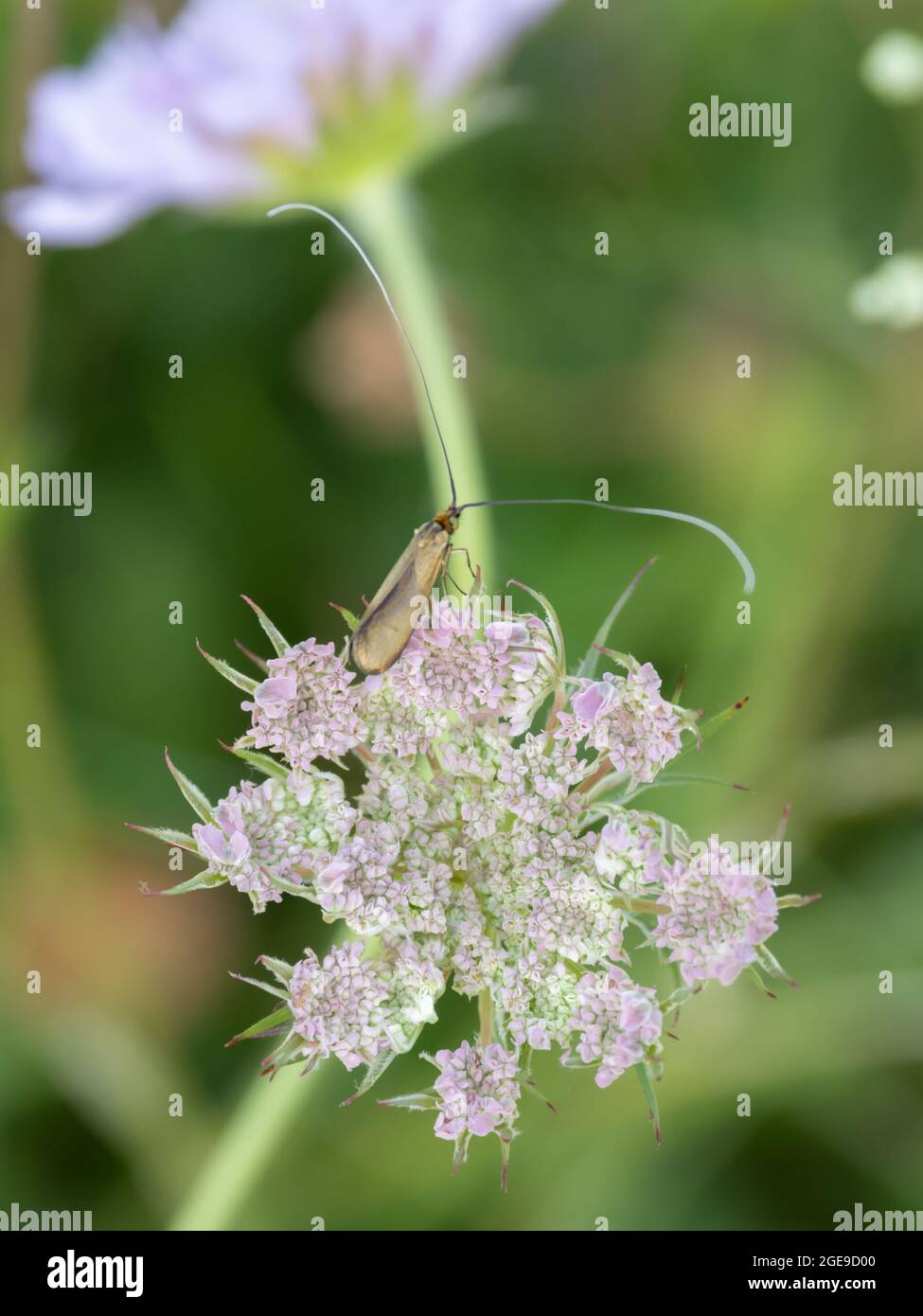 Nemophora metallica che è una specie di falena fiabea di longhorn, poggiata su un fiore. Foto Stock