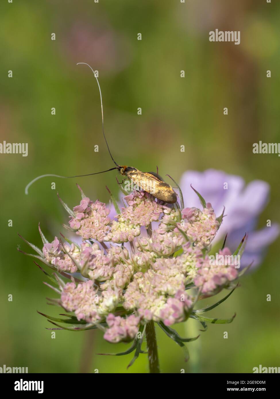 Nemophora metallica che è una specie di falena fiabea di longhorn, poggiata su un fiore. Foto Stock
