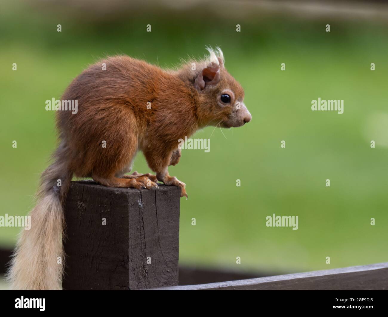 Scoiattolo rosso o scoiattolo rosso eurasiatico (Sciurus vulgaris) seduto su un palo di recinzione. Foto Stock