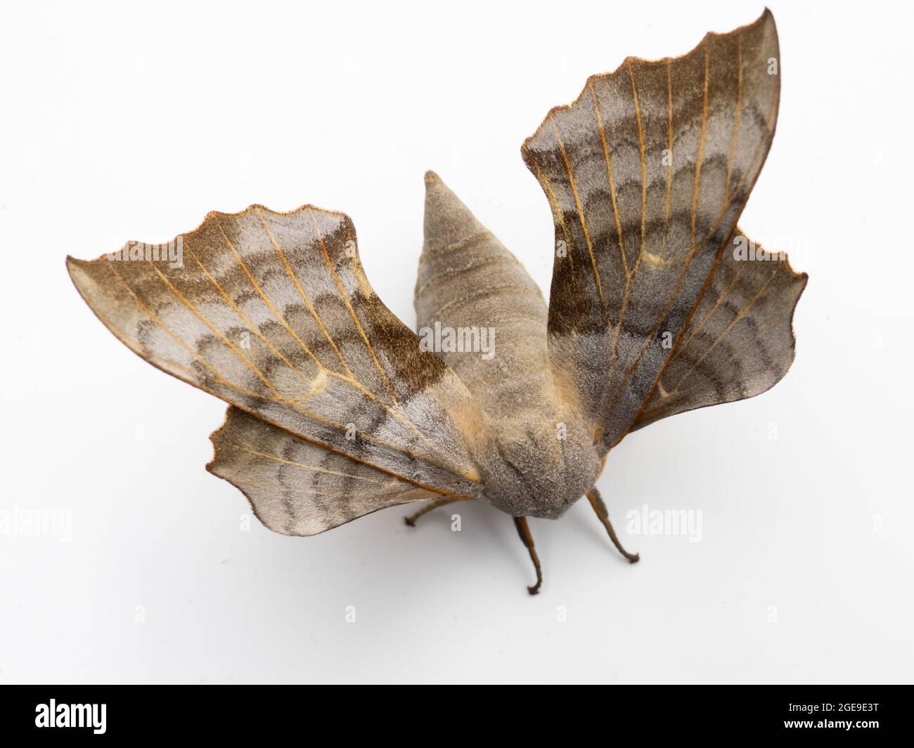 Un falco-falco-falco di Poplar (Laothoe populi) su sfondo bianco. Foto Stock