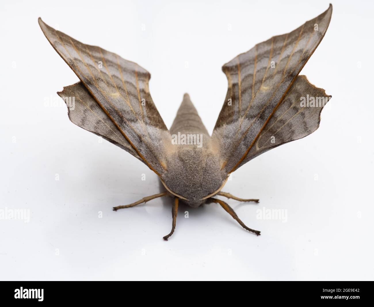 Un falco-falco-falco di Poplar (Laothoe populi) su sfondo bianco. Foto Stock