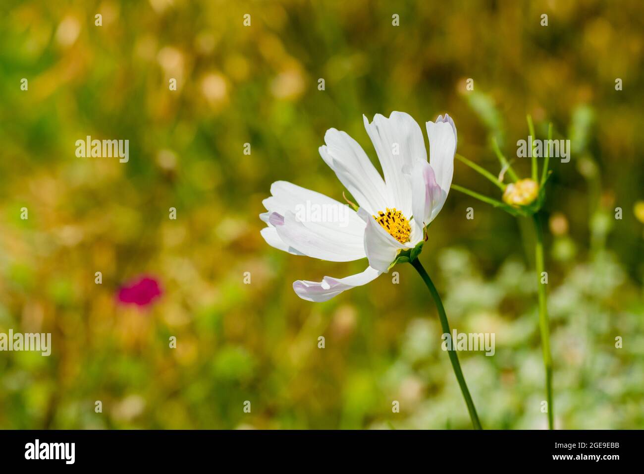 White Cosmos bifinnatus fiori in estate UK Foto Stock