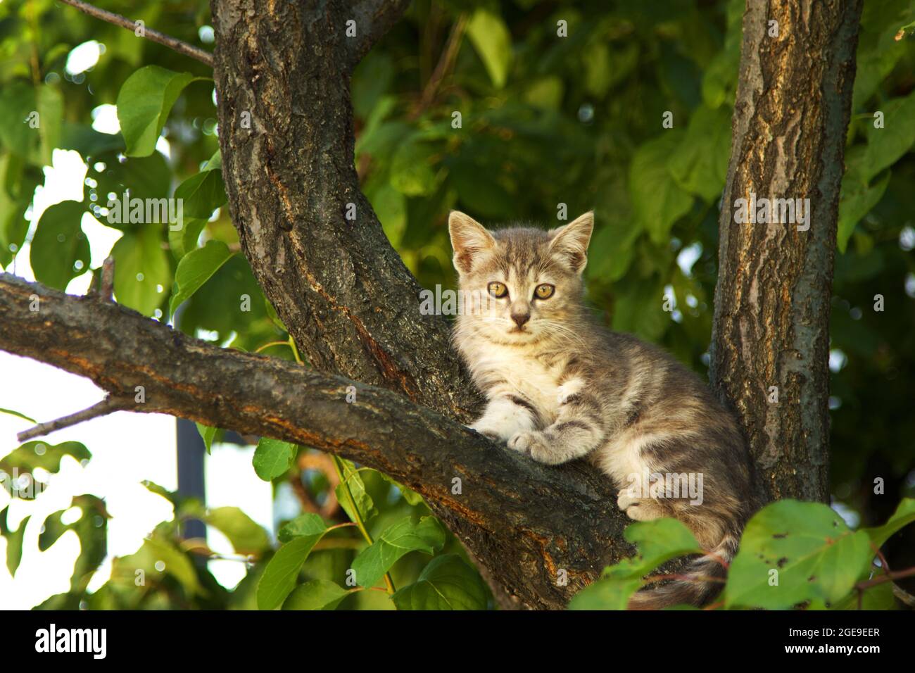 Gatto cute del bambino su un albero Foto Stock