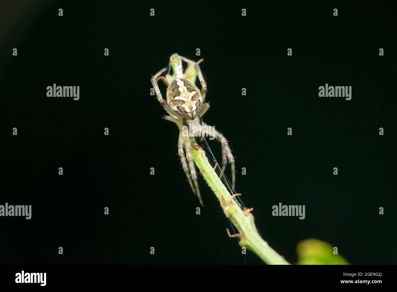 Orb Weaver ragno, famiglia Araneidae, Satara, Maharashtra, India Foto Stock