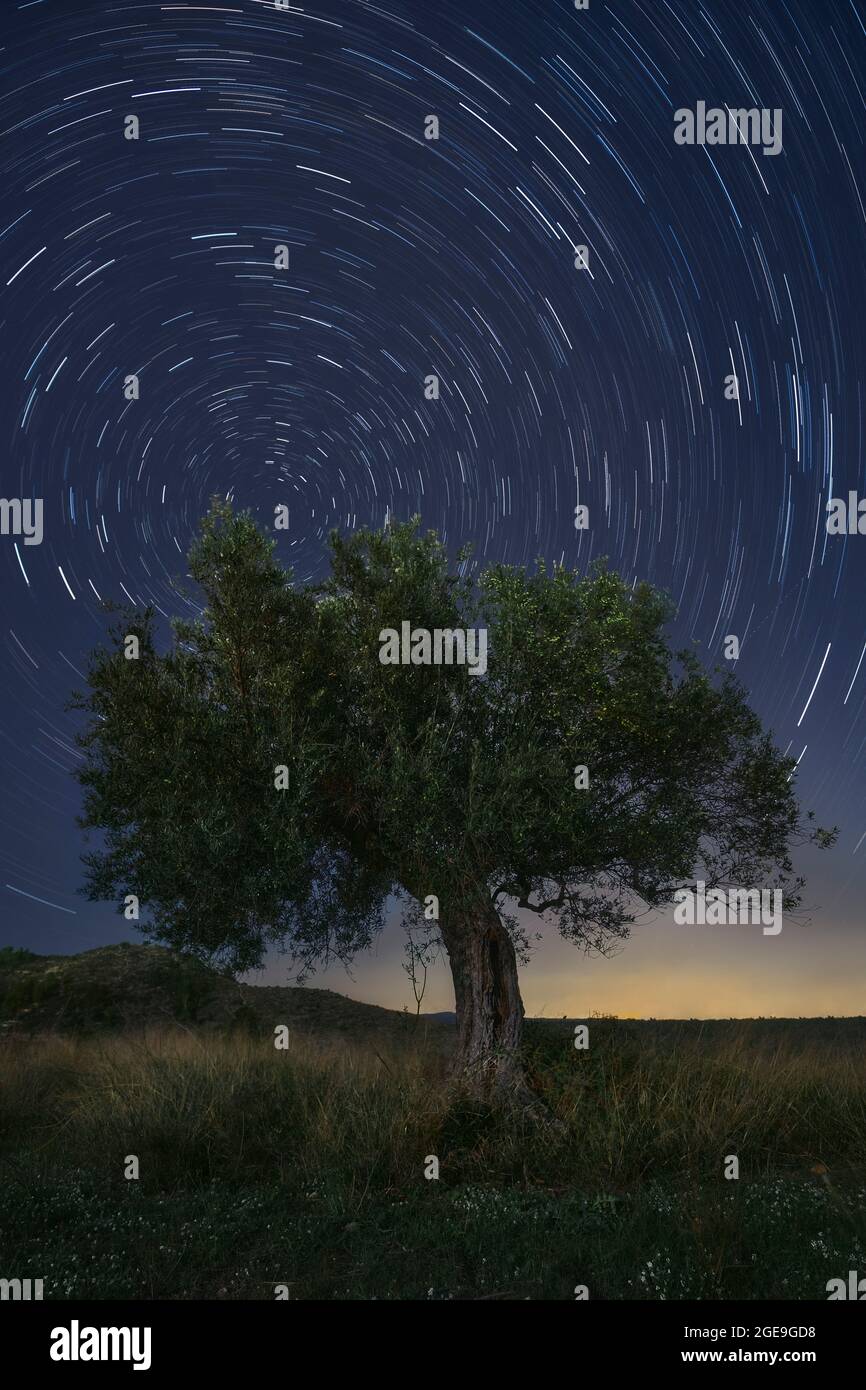 Olivo sotto le stelle in movimento di notte Foto Stock